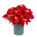 Load image into Gallery viewer, Clovi Brad Schmidt Everglow Poinsettia Urn Filler, Prelit Christmas Decor
